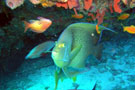 Angelfish