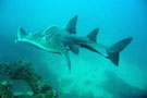 Bowmouth Guitar Shark