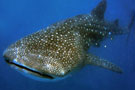 Whale Shark