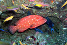 Tomato Grouper