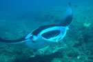 Sting Ray