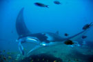 Manta Ray