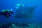 Sting ray