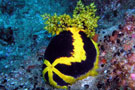 Sea Cucumber