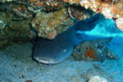 Nurse Shark