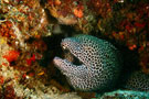 Eel