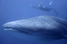 Diving