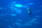 Diving