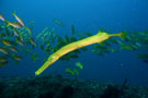 Pipe Fish