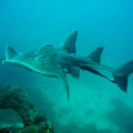 Bowmouth Guitar Shark