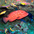 Tomato Grouper