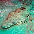 Crocodile Fish