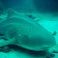 Leopard Shark