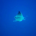Devil Ray