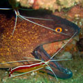 Yellow edged Moray and white banded cleaner shrimp