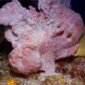 Frog Fish
