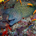 Honeycomb Moray