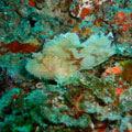 Leaf Fish