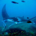 Manta Cleaning Station