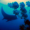 Manta and Bat fish