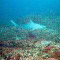 Grey Reef Shark