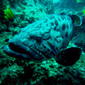 Potato Grouper