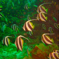 Schooling Banner
