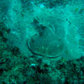 Torpedo Ray