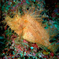 Weedy Scorpion Fish