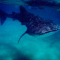 Whale Shark