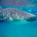 Whale Shark