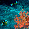 Anemones