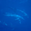 Dolphins