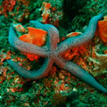 Star Fish