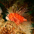 Spot Fin Lion Fish