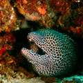 Honeycomb Moray
