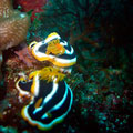 Nudi's