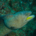 Yellow Mouth Moray