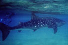 Whale Shark