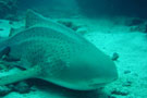 Leopard Shark