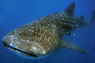 Whale Shark