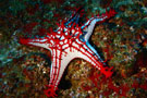 Star Fish