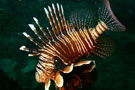 Lion Fish