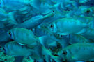 School of Fish