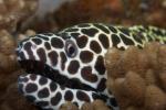 View the Morays gallery