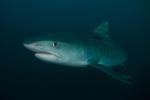 View the Sharks gallery