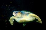 View the Turtles gallery