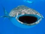 View the Whale sharks gallery