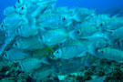 School of fish