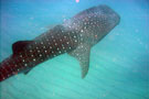 Whale Shark